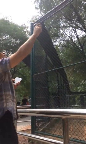 北京大興野生動物園遊客拿石頭猛砸老虎 園方稱正在核實 