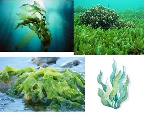 海藻面膜的使用及注意事项