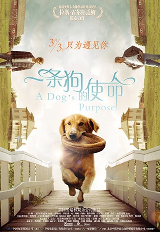 阿里影业和amblin partners宣布《一条狗的使命》续集开拍
