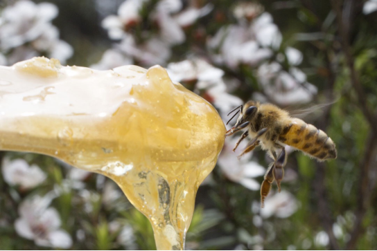 BEE+麦卢卡蜂蜜严把质量关 专业成就品牌 匠心铸就品质 