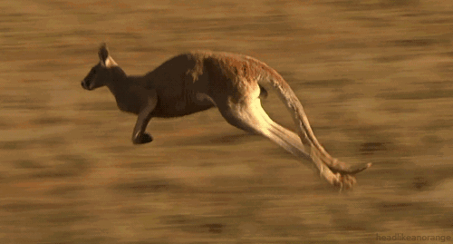 死1伤【视频】    袋鼠因为超强的跳跃能力,   在动物园里常常成为